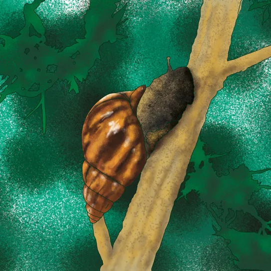 Los malditos caracoles 