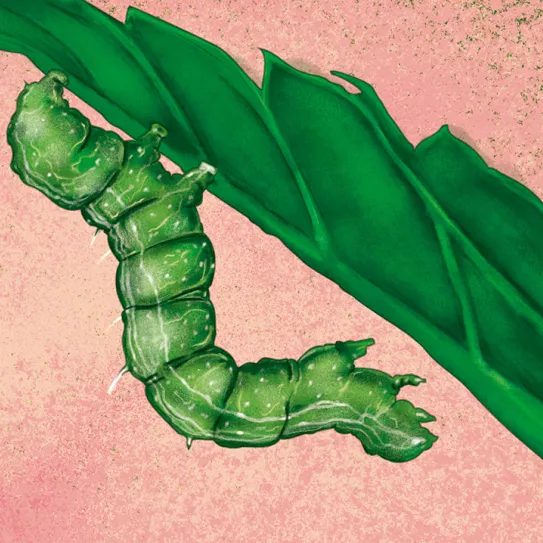 Los gusanos me matan 