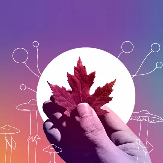 Las nuevas políticas de drogas en Canadá 