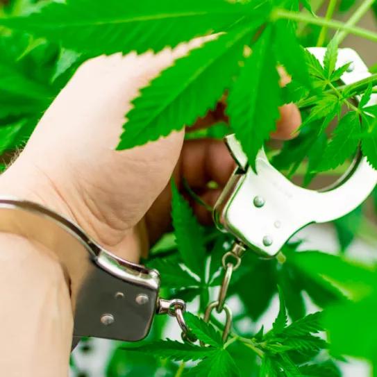 Condenado a un año de cárcel por tres plantas de marihuana 