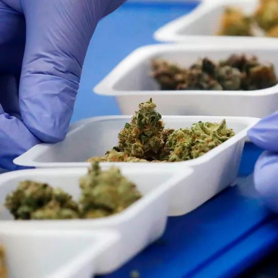 La marihuana legal en Suiza se retrasa por contaminación de pesticidas 