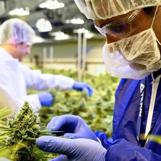 La multinacional del cannabis Tilray se reúne con funcionarios alemanes 