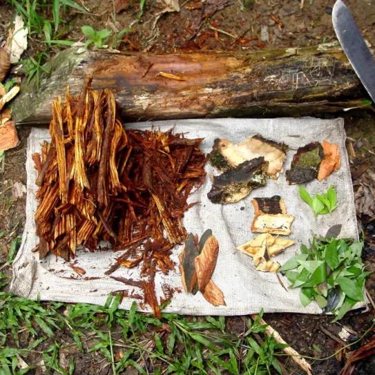 50 policías interrumpen un retiro medicinal con plantas tradicionales