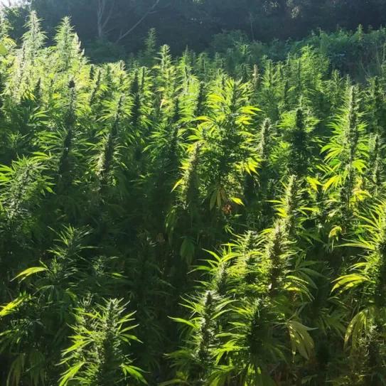 Marruecos entrega las primeras licencias para el cultivo legal de cannabis 