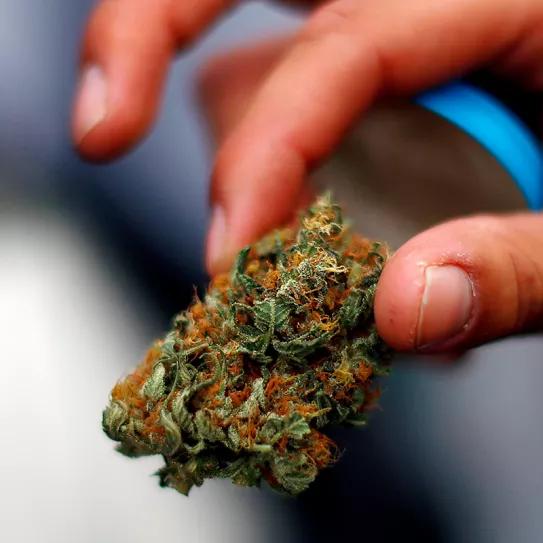 Los clubs de cannabis también estarán en la legalización de Costa Rica 