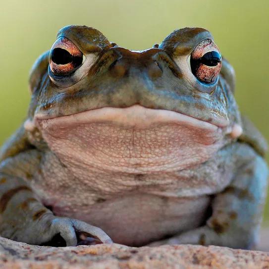 Los Parques Nacionales de EE UU piden a la gente que no chupen sapos