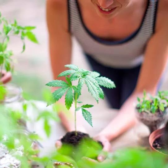 Ya son 180.000 los pacientes inscritos en el registro de cannabis medicinal de Argentina 