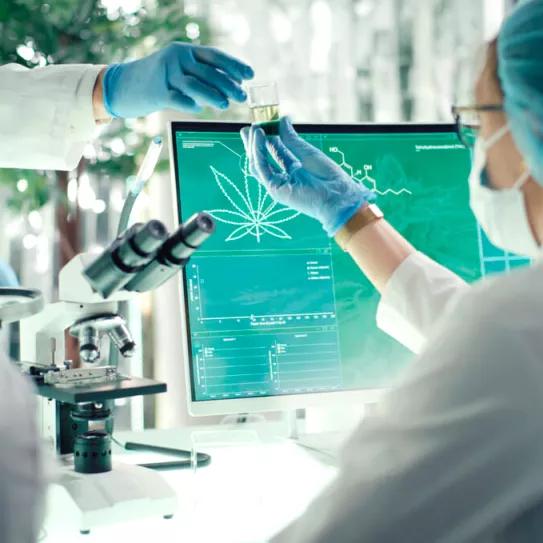 Un estudio cuestiona la creencia de el CBD reduce los efectos indeseados del THC