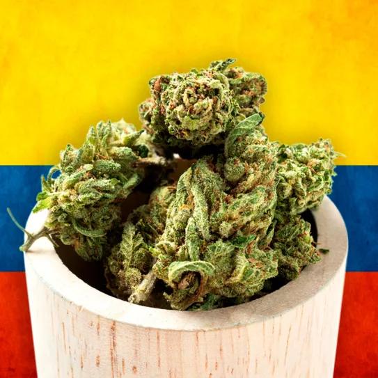 Legalización de la marihuana, próxima estación: Colombia 