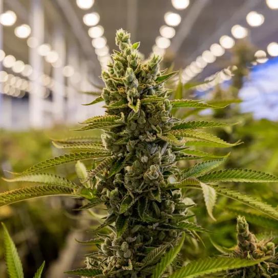 Suiza planea importar cannabis de Canadá para abastecer a consumidores 