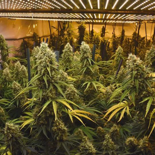 Conceptos clave en la iluminación con led del ‘indoor’ 