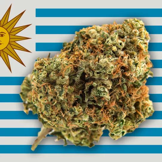 Una nueva variedad de cannabis más potente se venderá en Uruguay este mes