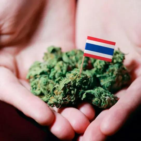 Tailandia trata de controlar la venta de cogollos de marihuana 