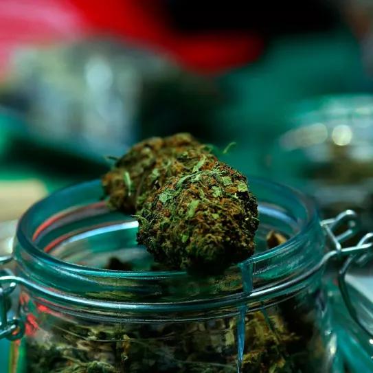 La policía interviene un club de cannabis en Mataró