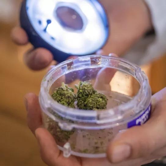 Suiza empieza a vender cannabis recreativo para adultos 