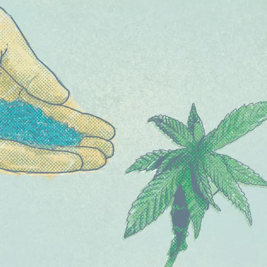 Profesor Cáñamo Abonos y aditivos 