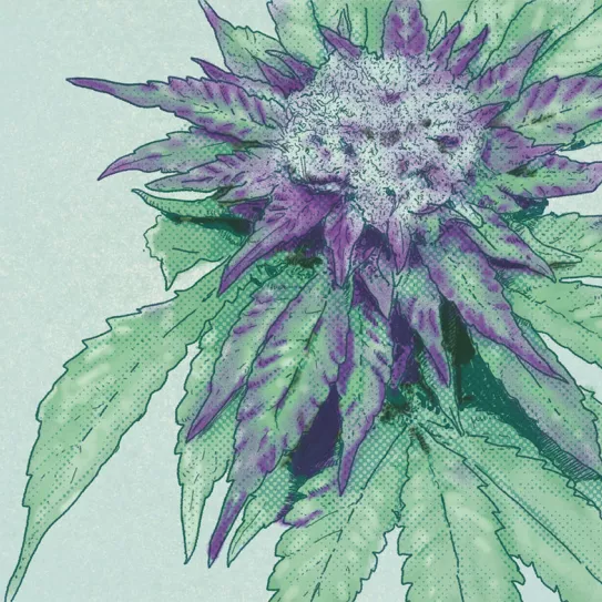 Profesor Cáñamo ¿Cómo puedo hacer cogollos morados? 