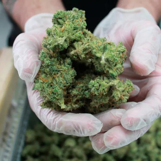 La justicia italiana falla a favor del comercio de CBD y cáñamo 