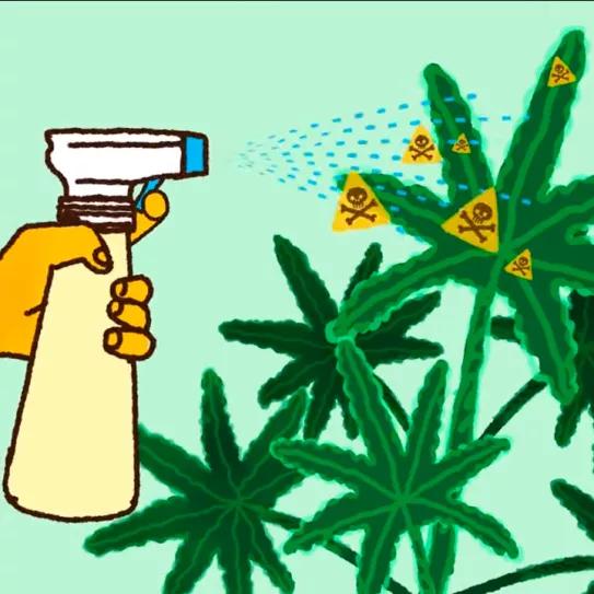 Los contaminantes del cannabis y sus riesgos, una guía en vídeo