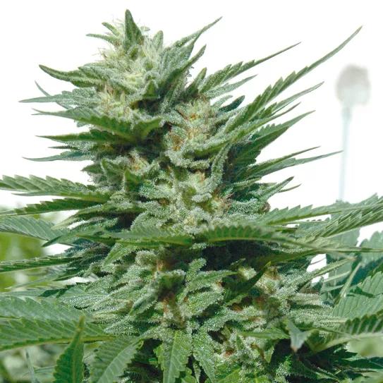 Guía de diagnóstico de carencias y enfermedades 