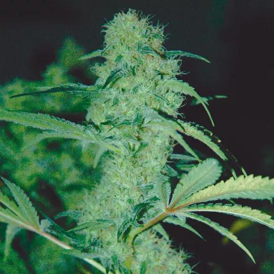 Un ‘indoor’ de bajo mantenimiento 