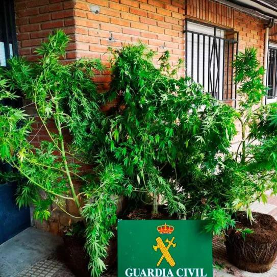 La Audiencia de Navarra absuelve a un cultivador de cannabis