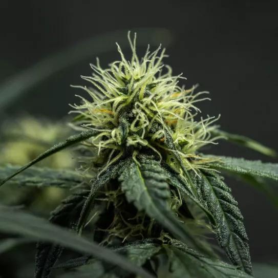 Medusa F1 from Butterflies Little Farm from Grow diaries