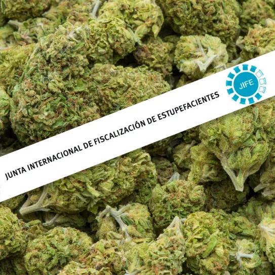 La JIFE critica las legalizaciones del cannabis en todo el mundo