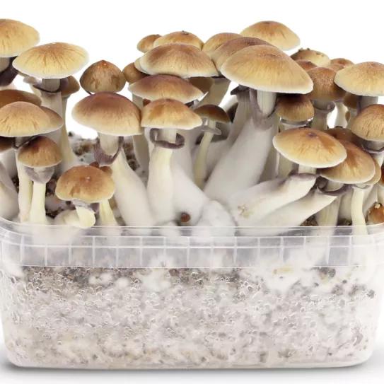 Oregón entrega la primera licencia de cultivo de setas alucinógenas