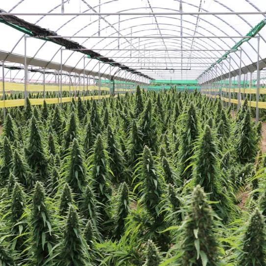 La Audiencia de Barcelona no ve delito en un cultivo de 10.000 plantas de cannabis no psicoactivas