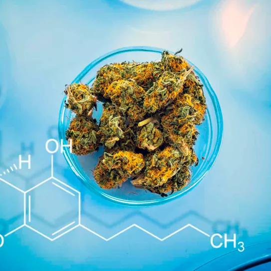 La mayoría de la marihuana canadiense tiene entre un 18-24% de THC 