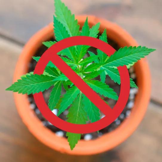 El Supremo canadiense permite la prohibición del autocultivo en Quebec