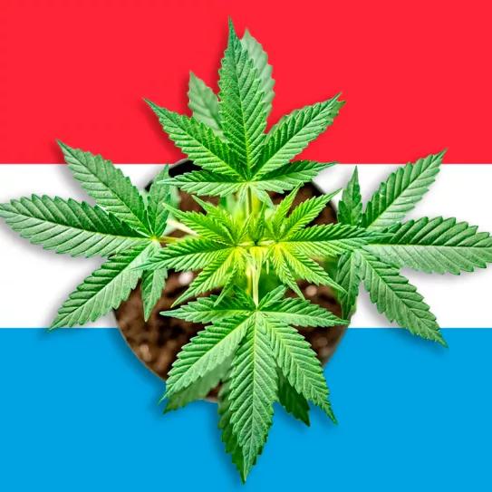 Luxemburgo quiere despenalizar el cannabis antes de las elecciones de octubre 