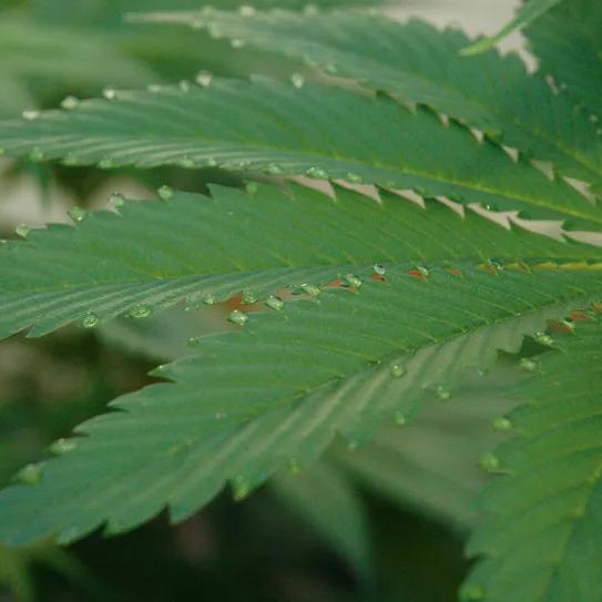 La técnica de la fertilización foliar: abono en pulverización. 