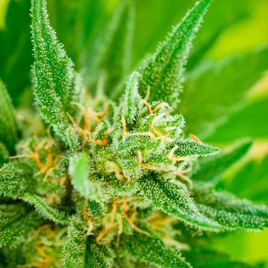 Alemania rectifica su previsión para legalizar el cannabis: será este 2023