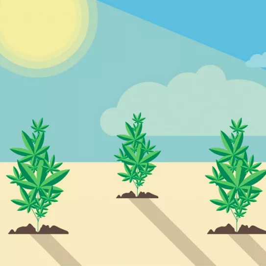 Sacar sativas a exterior para acelerar la floración 