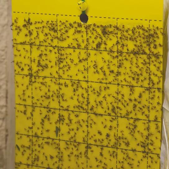 Pequeñas y molestas: control de las moscas del mantillo 