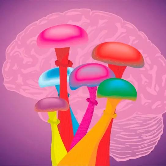 Oregón licencia a los primeros facilitadores de terapia con psilocibina legal