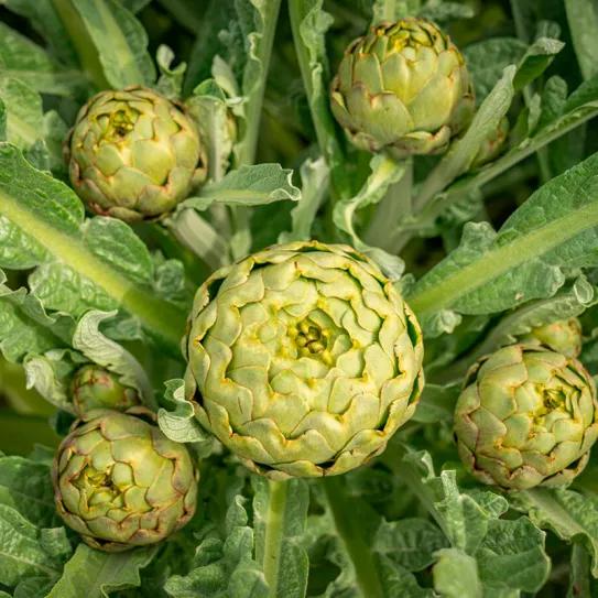 Cinco meses de prisión porque la policía confundió alcachofas con marihuana