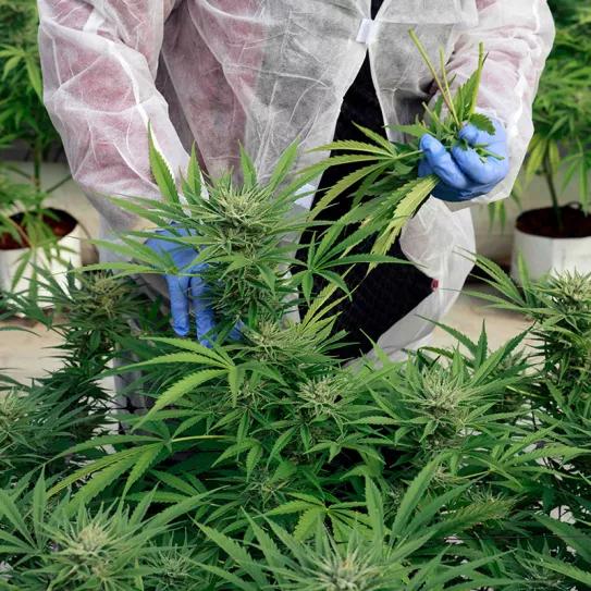 La industria del cannabis medicinal en Costa Rica arranca con la primera licencia 