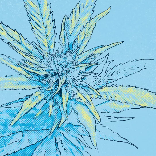 ¿Qué le falta a mi planta? 