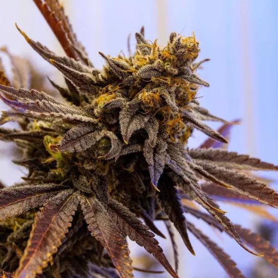 Detalle de la flor de Eleven Roses Early Version con sus colores característicos