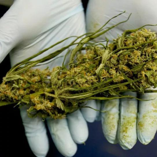 El Supremo de Ghana anula la legalización del cannabis no psicoactivo