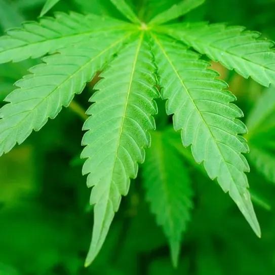 Las hojas del cáñamo ya pueden venderse como alimento en Europa