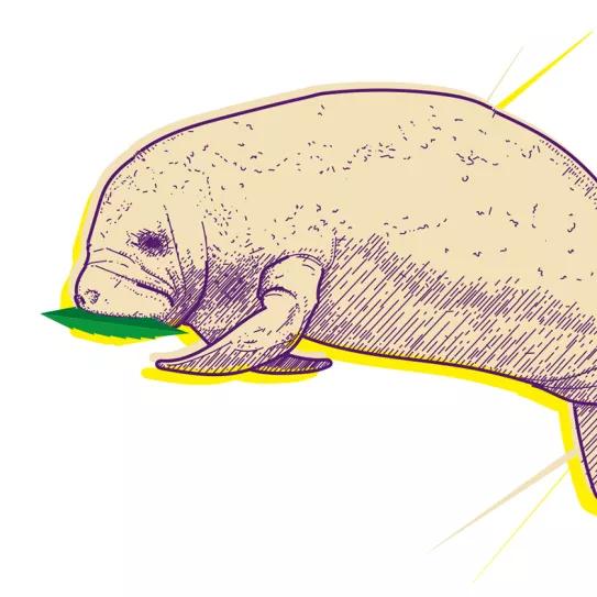 Florida y el cuidado compasivo Por Oswaldo Pérez Cabrera 