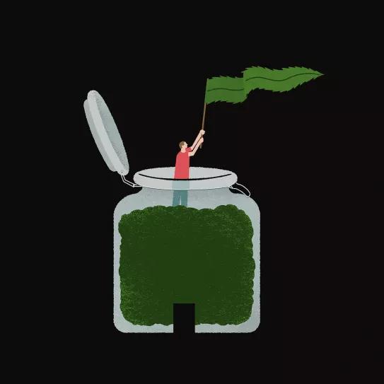 ¿Regulamos?: los CSC como modelo de acceso al cannabis