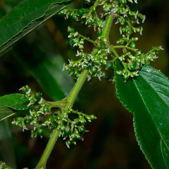 Descubren una planta que produce CBD y no es cannabis