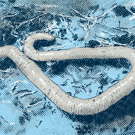 Humus y ácidos húmicos