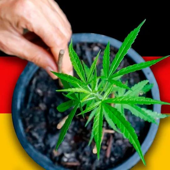 Alemania publica oficialmente el borrador de la ley del cannabis con todos los detalles