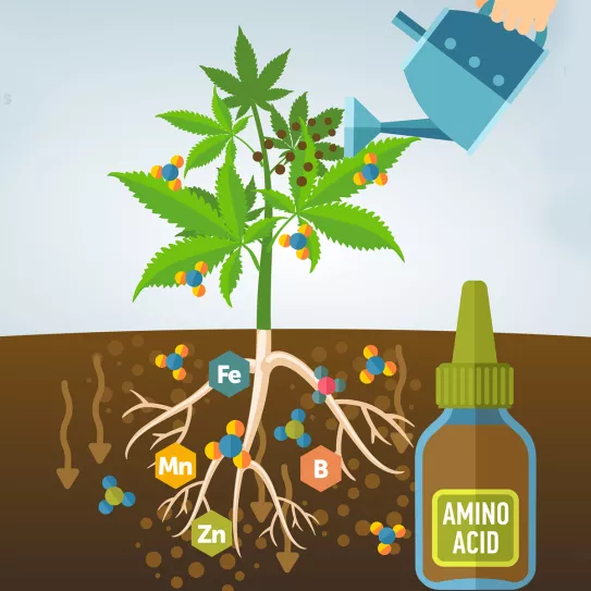 Diferencias entre glúcidos y aminoácidos